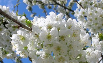 8 semnificații ale ramurilor de salcie de Florii, în Bucovina