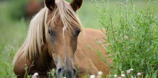 La Paștele Cailor, una dintre cele mai vechi sărbători transilvănene