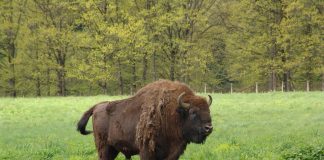 Rezervația Naturală de Zimbri și Faună Carpatină “Dragoș-Vodă”