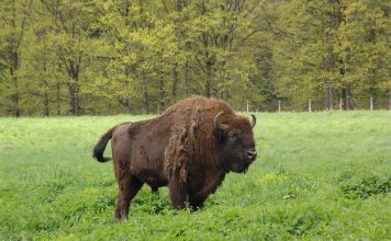 Rezervația Naturală de Zimbri și Faună Carpatină “Dragoș-Vodă”
