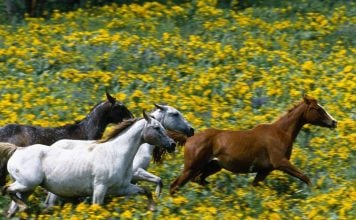 Top 3 cele mai frumoase păduri din România