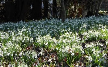 Platoul Vârtoapelor – „Dumbrava minunată” a dacilor