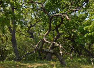 Singura pădure din Europa unde cresc liane se află în România
