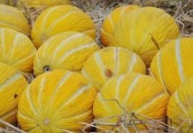 Cum poți folosi pepenele galben în rețete delicioase