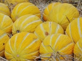 Cum poți folosi pepenele galben în rețete delicioase